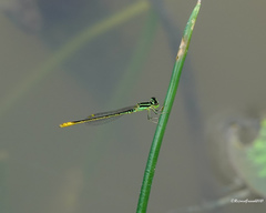 Agriocnemis kalinga
