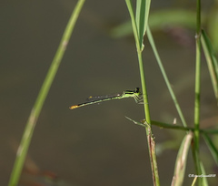 Agriocnemis kalinga