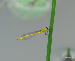 Agriocnemis kalinga