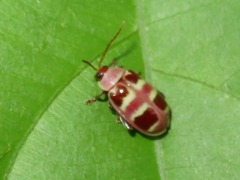 Asphaera meticulosa