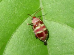 Asphaera meticulosa
