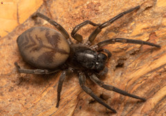 Amaurobioides africana