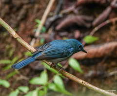 Cyornis unicolor