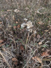 Galatella linosyris