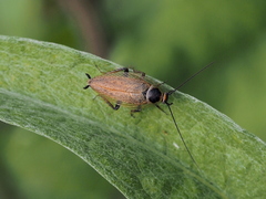 Ectobius erythronotus