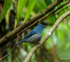 Cyornis unicolor