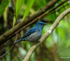 Cyornis unicolor