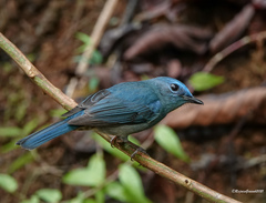 Cyornis unicolor