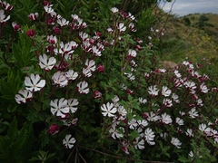 Zaluzianskya katherinae