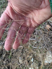 Galium tenuissimum