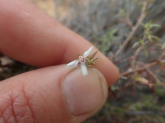 Amphiglossa