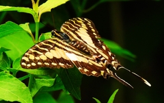 Graphium porthaon