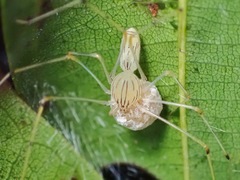 Scytodes pallida