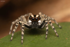 Euophrys leipoldti