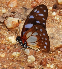 Graphium leonidas