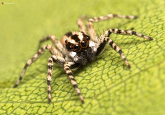 Euophrys leipoldti