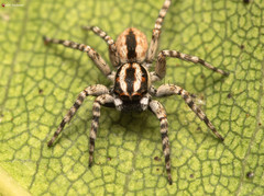 Euophrys leipoldti