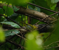 Phylloscopus cantator