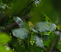 Phylloscopus cantator
