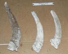 Kobus leche venterae