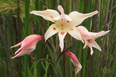 Gladiolus angustus