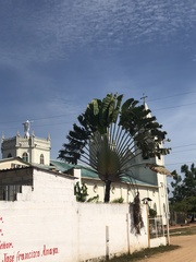 Ravenala madagascariensis