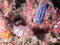 Hypselodoris pulchella