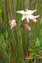 Gladiolus angustus