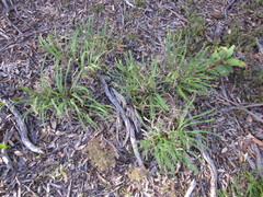 Banksia dallanneyi