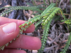 Banksia dallanneyi