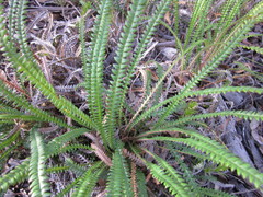 Banksia dallanneyi