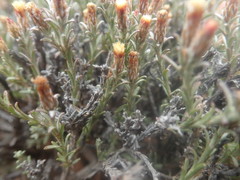Helichrysum tinctum