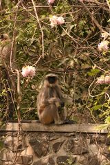 Semnopithecus hypoleucos