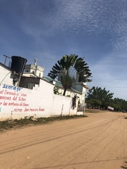 Ravenala madagascariensis