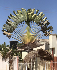 Ravenala madagascariensis