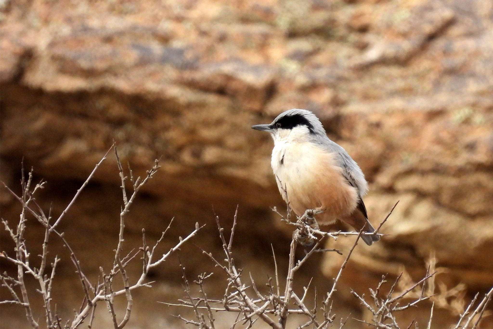 Eastern Rock Nuthatch