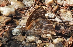 Libythea laius