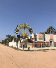 Ravenala madagascariensis
