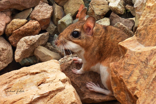 Persian Jird (Meriones persicus) — Least Concern Mammalia