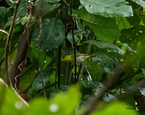 Yellow-vented Warbler (Phylloscopus cantator), photo 5