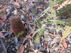 Banksia gardneri