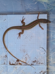 Gerrhosaurus nigrolineatus