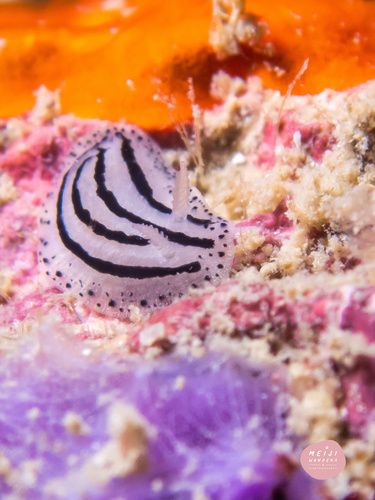 Striped Phyllidiopsis