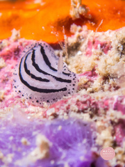 Phyllidiopsis xishaensis