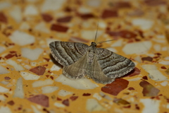 Scotopteryx coarctaria