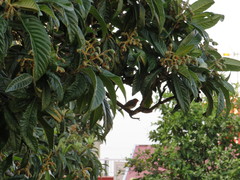 Erithacus rubecula superbus