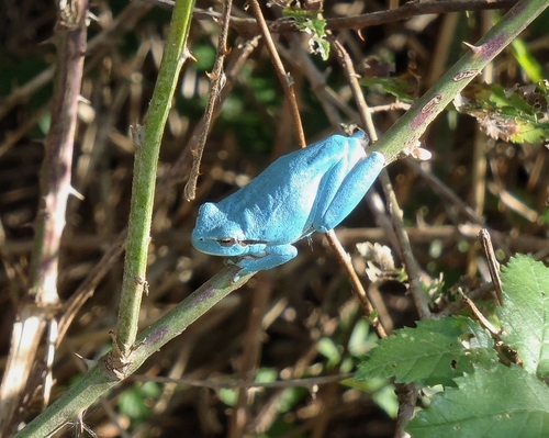 Mediterranean Tree Frog, 17486 Castelló d'Empúries, Girona, España, photo 8 of 10