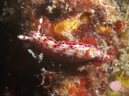 Spotted Hypselodoris