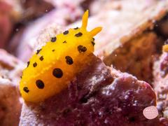 Phyllidia polkadotsa
