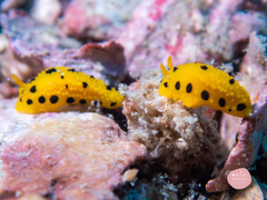 Phyllidia polkadotsa